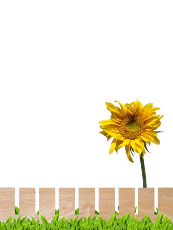 Beautiful sunflower with wooden fence and green leaf isolate on whiteの写真素材