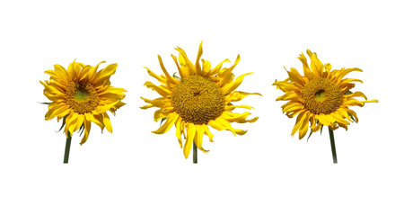 Beautiful colorful yellow sunflowers isolate on whiteの写真素材