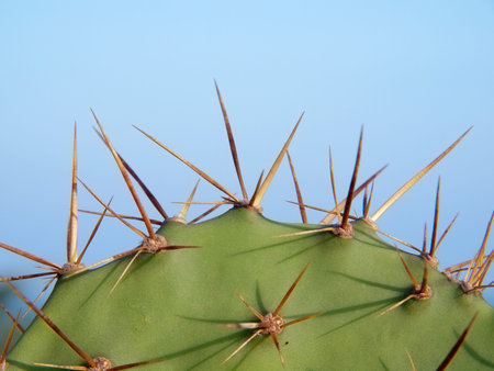 Closeup thorns of Opuntia cactus on green leaf