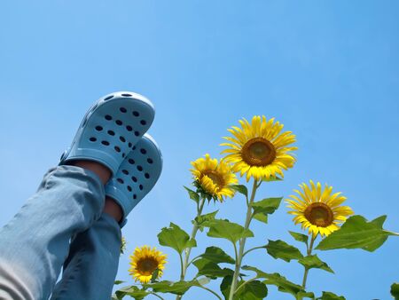 Woman legs reaching out to sky like standing on sky of sunflower in look up view from the groundの写真素材