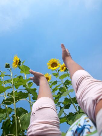 Woman hands reaching out to sunflowers against blue sky with sunshine in look up view from the groundの写真素材