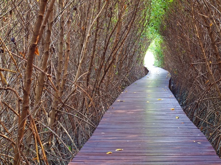 Boardwalk underpass of dead trees to the otherworldly of deep forestの写真素材