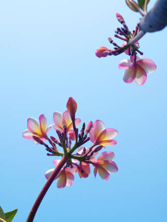 Branch of tropical flowers frangipani  Plumeria  with blue skyの写真素材