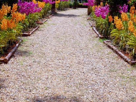 Walkway among orchid flowers in the parkの写真素材