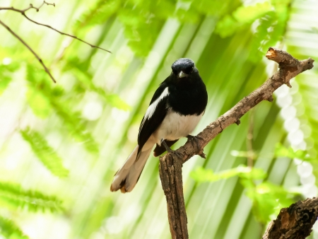 Male oriental magpie-robin  Copsychus saularis  standing on treeの写真素材
