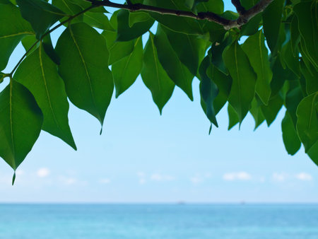 Beautiful lesfs and sea view in Ko Kham island, Sattahip, Chon Buri, Thailandの写真素材