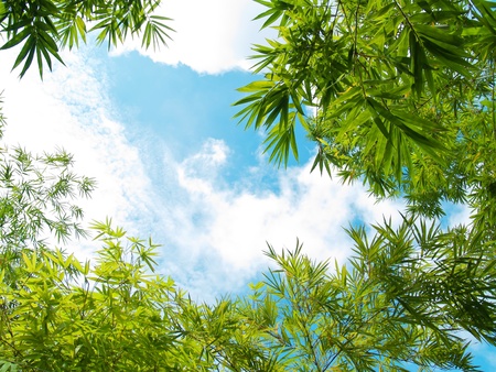 Fresh bamboo leaves border over blue summer skyの写真素材