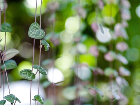 String of hearts(Ceropegia woodii) Family Asclepiadaceae Common names include chain of Hearts, collar of hearts, string of hearts, rosary vine, hearts-on-a-string, sweetheart vine.の写真素材