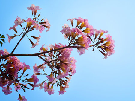 Pink trumpet tree flower blooming in valentine's day の写真素材