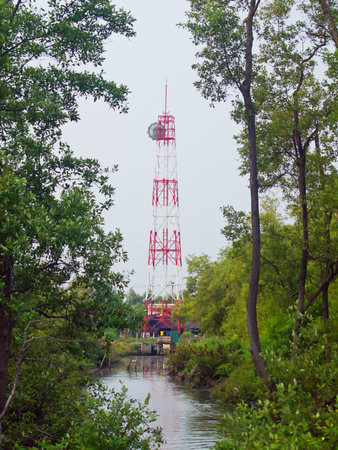 Telecoms tower in deep of mangrove forestの写真素材