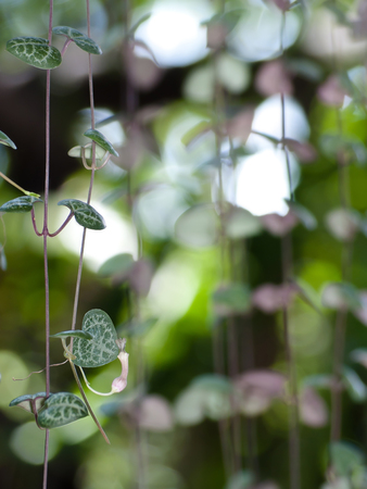 String of hearts with flower may use for valentine's day or love theme. Ceropegia woodii Family Asclepiadaceae Common names include chain of Hearts, collar of hearts, string of hearts, rosary vine, hearts-on-a-string, sweetheart vine.の写真素材