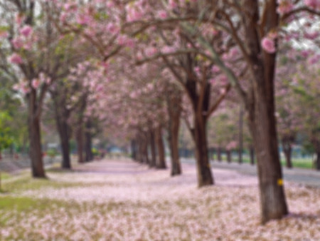 Abstract blurred field of pink trumpet tree backgroundの写真素材