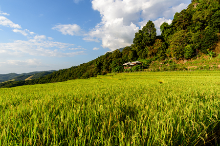 Rice fieldの写真素材