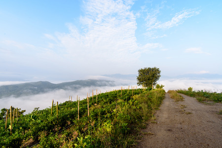 fog on the mountianの写真素材