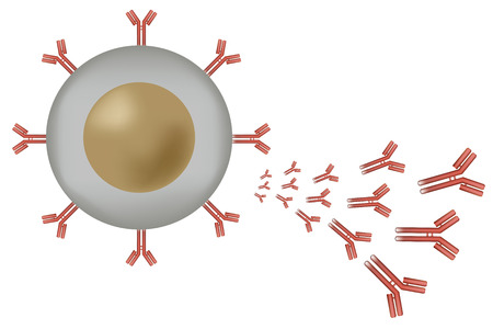 White blood cell B lymphocyte producing antibodies and presenting them on surfaceのイラスト素材