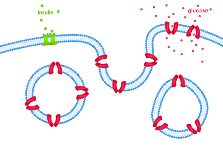 Glucose transport through cell membrane via transporters activated by insulin affecting its receptorsのイラスト素材