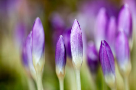 Macro detail of crocus flowers in garden with shallow depth of field - blurred background
