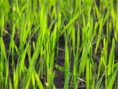 Grass green macro fresh landscape. Spring fieldの写真素材