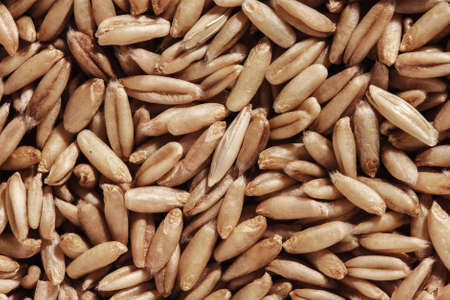 a lot of seed oats for saleの写真素材