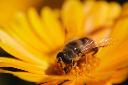 bee sits on a yellow marigold flowersの写真素材
