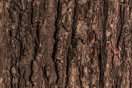 photo of tree bark in the forestの写真素材