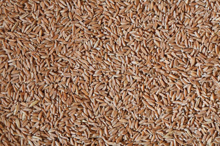 spelt grains, spelt photo, spelt background, raw spelt, dry spelt, spelt pile, natural food, vegetarian food, raw vegan diet, spelt seedsの写真素材