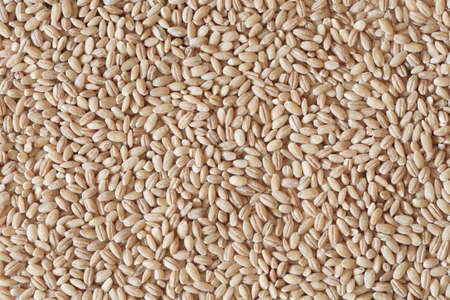 pearl barley, barley photo, barley background, dry barley, raw barley, barley grain, barley seeds, raw barley, organic barley, pile of barleyの写真素材