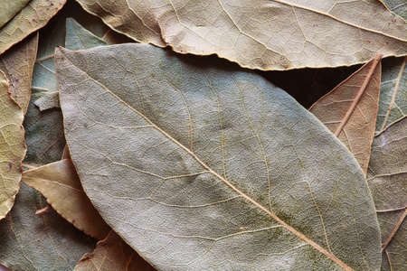 bay leaves, laurel leaf, dry bay leaf, laurel background, spice photo, laurel photoの写真素材
