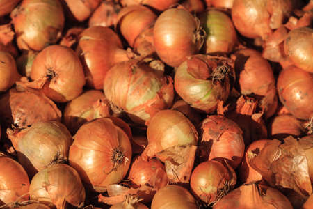 dry onion photo, raw onion, vegetable photo, organic onion, onion backgroundの写真素材