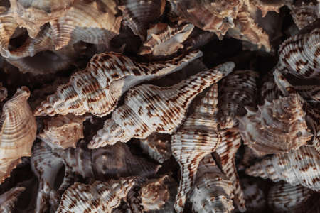 sea shell, seashell photo, seashell pile, seashell for saleの写真素材
