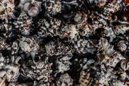 sea shell, seashell photo, seashell pile, seashell for saleの写真素材