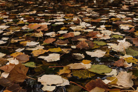 autumn leaves, leaf fall, autumn fall, forest leaves, leaves on the waterの写真素材