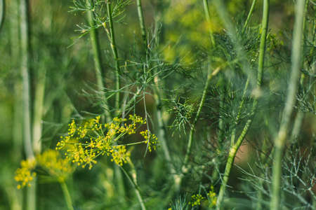 green dill, garden dill, fresh dill, dill odorous, summer dill, dill photo, dill background, dill blossom, green dill in gardenの写真素材