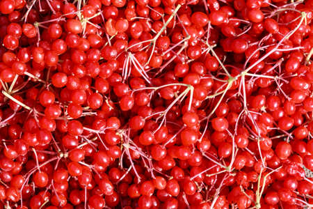 viburnum berry, raw viburnum, viburnum background, viburnum photo, red viburnum, viburnum texture, autumn viburnum, viburnum macro, viburnum branch, red viburnum berryの写真素材