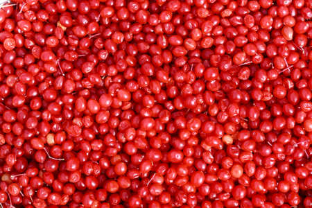 viburnum macro, red viburnum, viburnum berry, raw viburnum, viburnum background, viburnum photo, viburnum texture, autumn viburnum, viburnum branch, red viburnum berryの写真素材