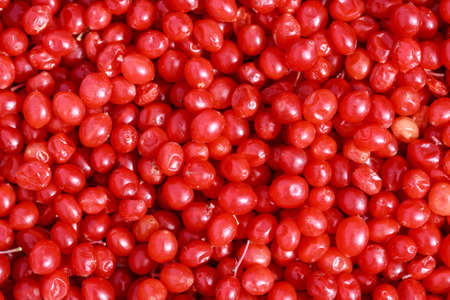 red viburnum, viburnum berry, raw viburnum, viburnum background, viburnum photo, viburnum texture, autumn viburnum, viburnum macro, viburnum branch, red viburnum berryの写真素材