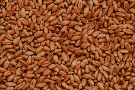 Wheat golden grains texture, food background photoの写真素材