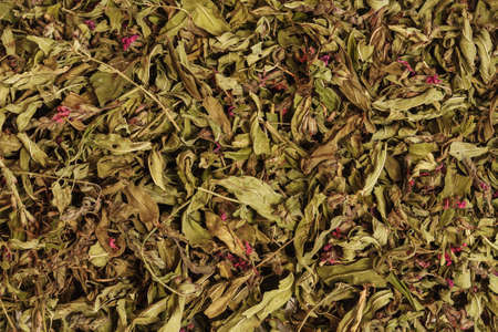 Blooming sally dried flowers and leaves, nature teaの写真素材