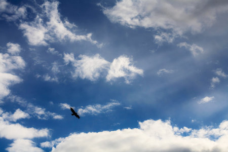 eagle in the clouds