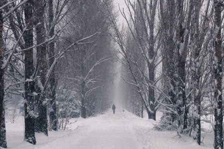 snowy winter alley with a manの写真素材