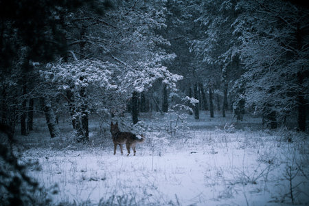 dog in snowy forest