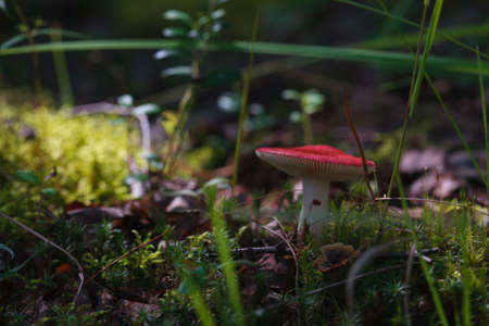 mushroom in forest with red capの写真素材