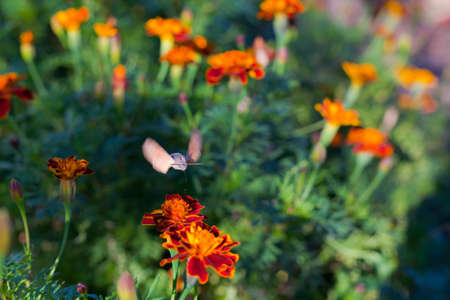 hummingbird hawk-moth on flowers. Sphingidae beeの写真素材