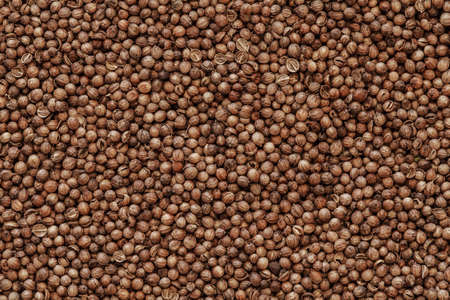 coriander seeds backgroundの写真素材