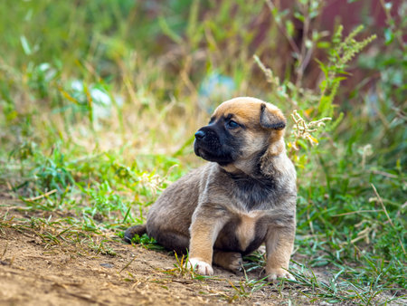 Little cute puppy looking forward  Green grass background の写真素材