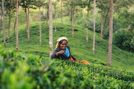 NUWARA ELIYA, SRI LANKA - SEPTEMBER 4: Female tea picker in tea plantation in Nuwara Eliya, September 4, 2019.のeditorial素材