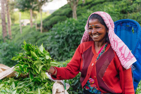 NUWARA ELIYA, SRI LANKA - SEPTEMBER 4: Female tea picker in tea plantation in Nuwara Eliya, September 4, 2019.のeditorial素材