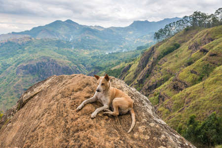Dog at the top of Ella Rock, Ella, Sri Lankaの写真素材