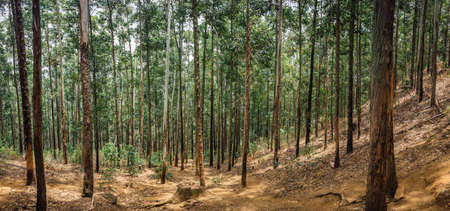 Beautiful panorama of the forest trees on Ella rock. Ella, Sri Lankaの写真素材
