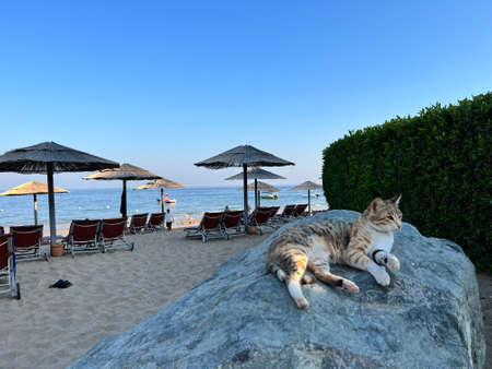 Peaceful cat layin on the Rock on the beach. Sunny sunset beach photos, incredible animals in UAEの写真素材